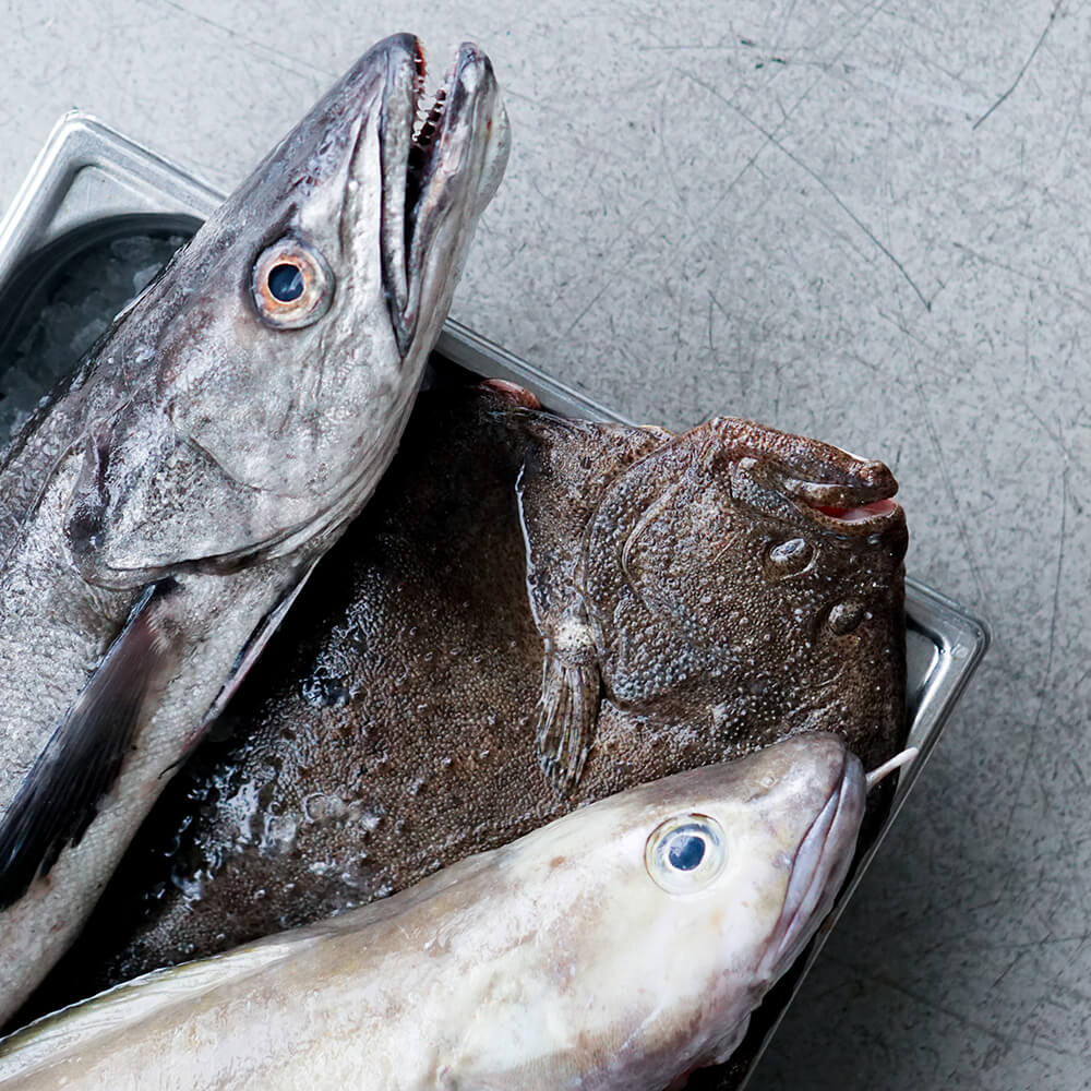 Skånsomt fanget fisk